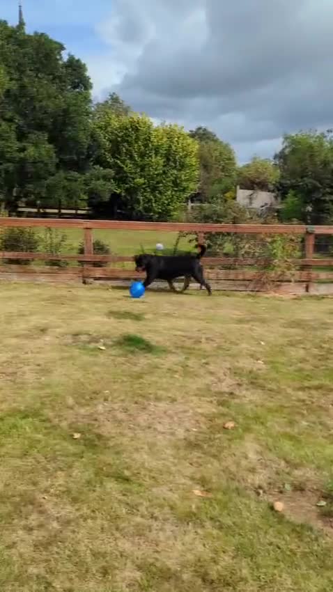 Rottweiler dogs for sale: DEXTER, 5th Gen KC registered adult Rottweiler dog - Video 1