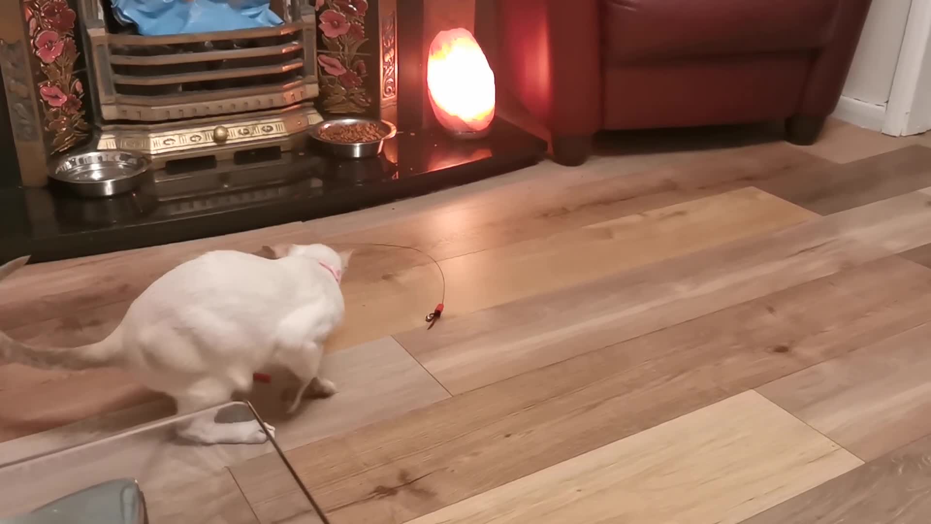 Siamese cats for sale: Pedigree Siamese Male Kitten for sale  - Video 1