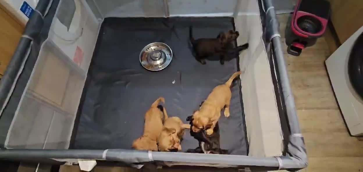 Cocker Spaniel dogs for sale: 5 stunning Cocker Spaniel puppies for sale.  - Video 1