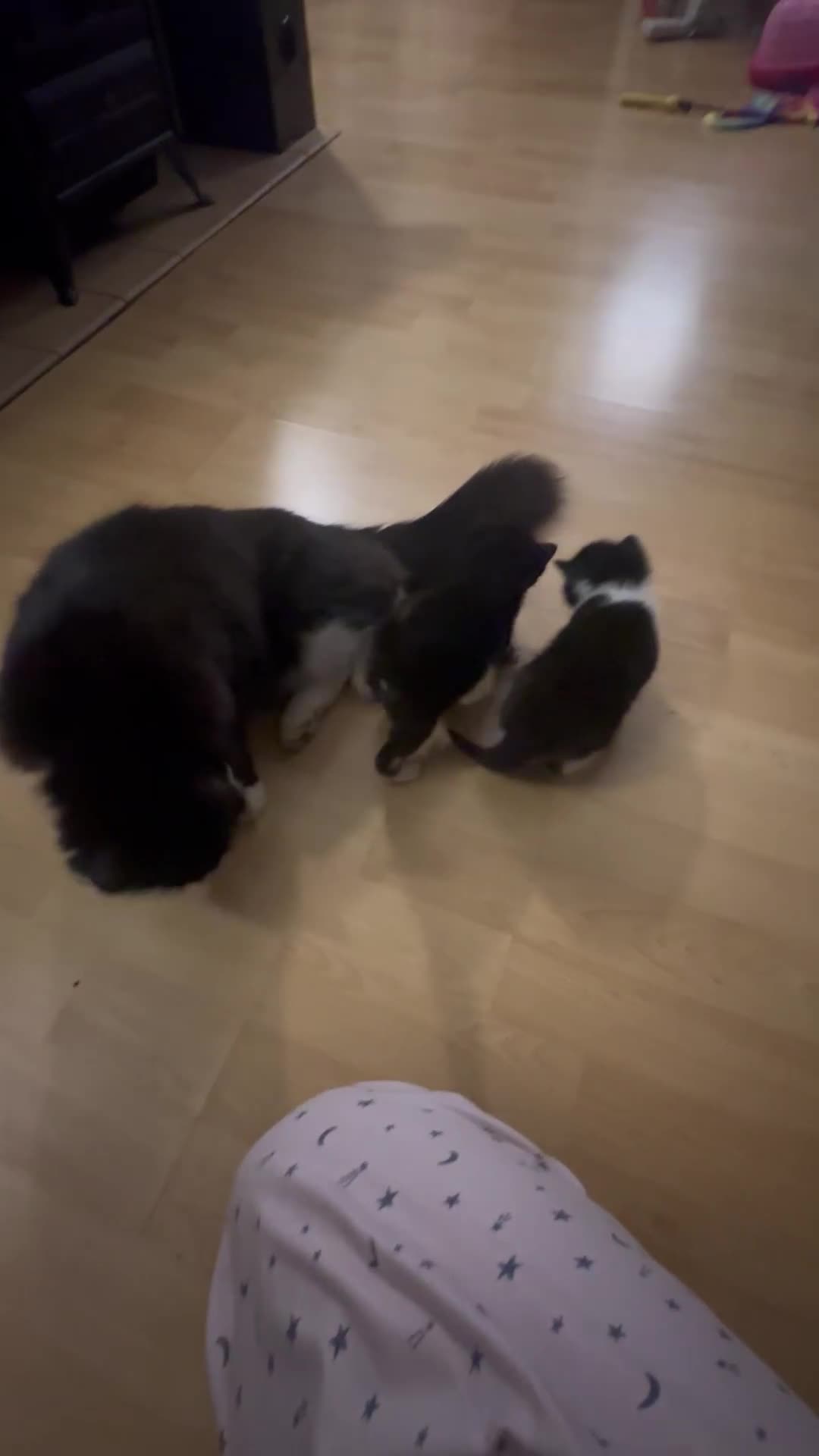 Mixed Breed cats for sale: 3 beautiful kittens available  - Video 1