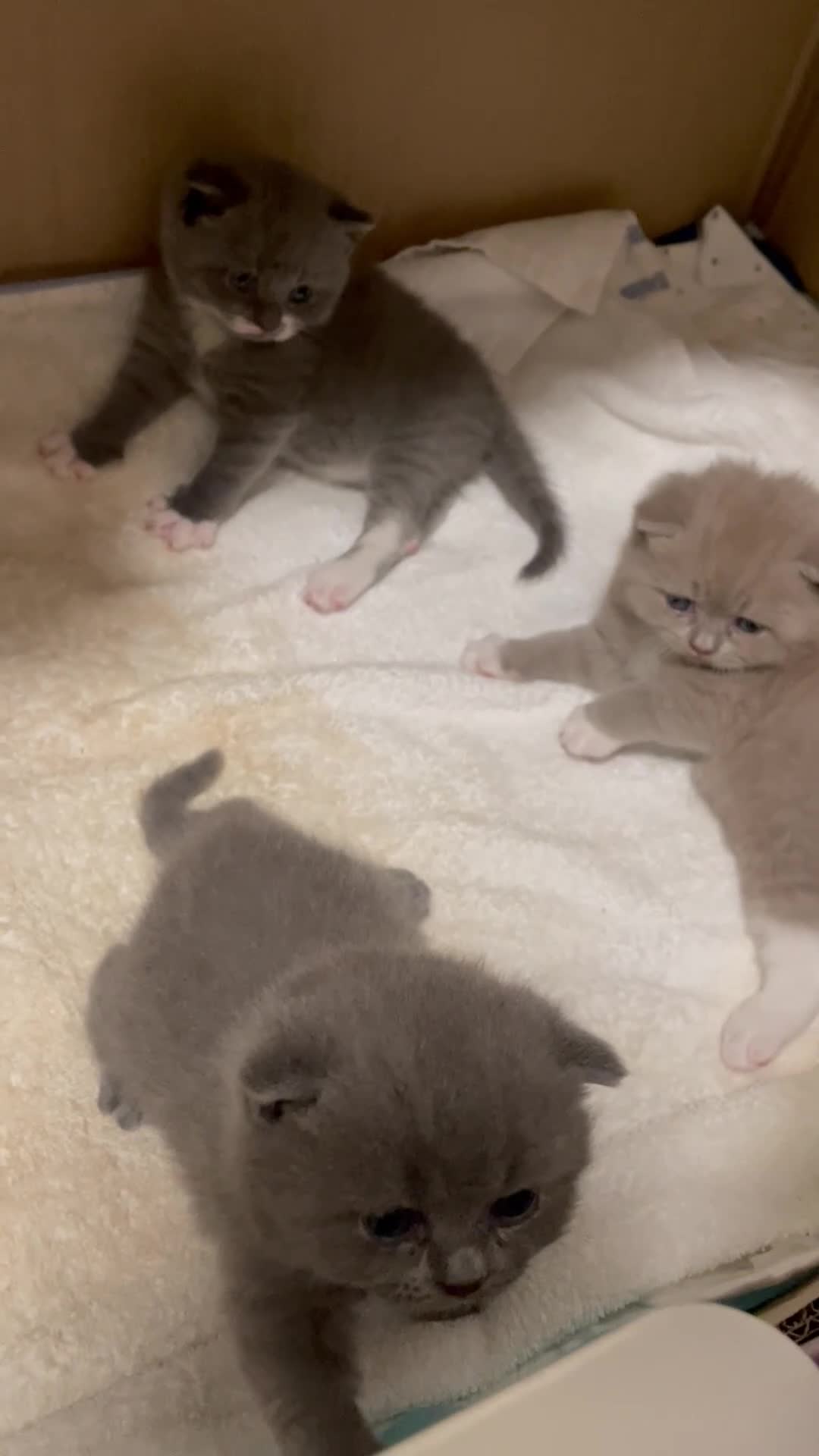 Scottish Fold cats for sale: 3 Scottish Fold kittens  - Video 1