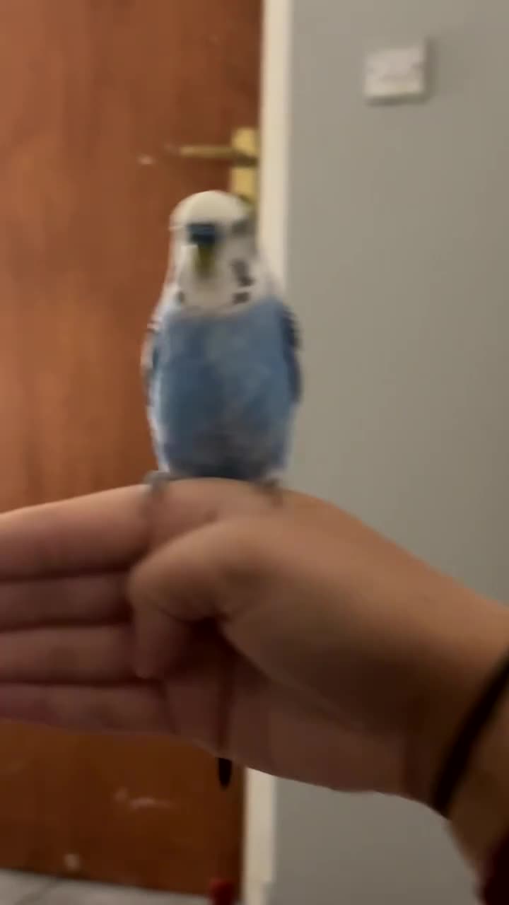 Budgerigars birds for sale: 2 male bonded budgies - Video 1