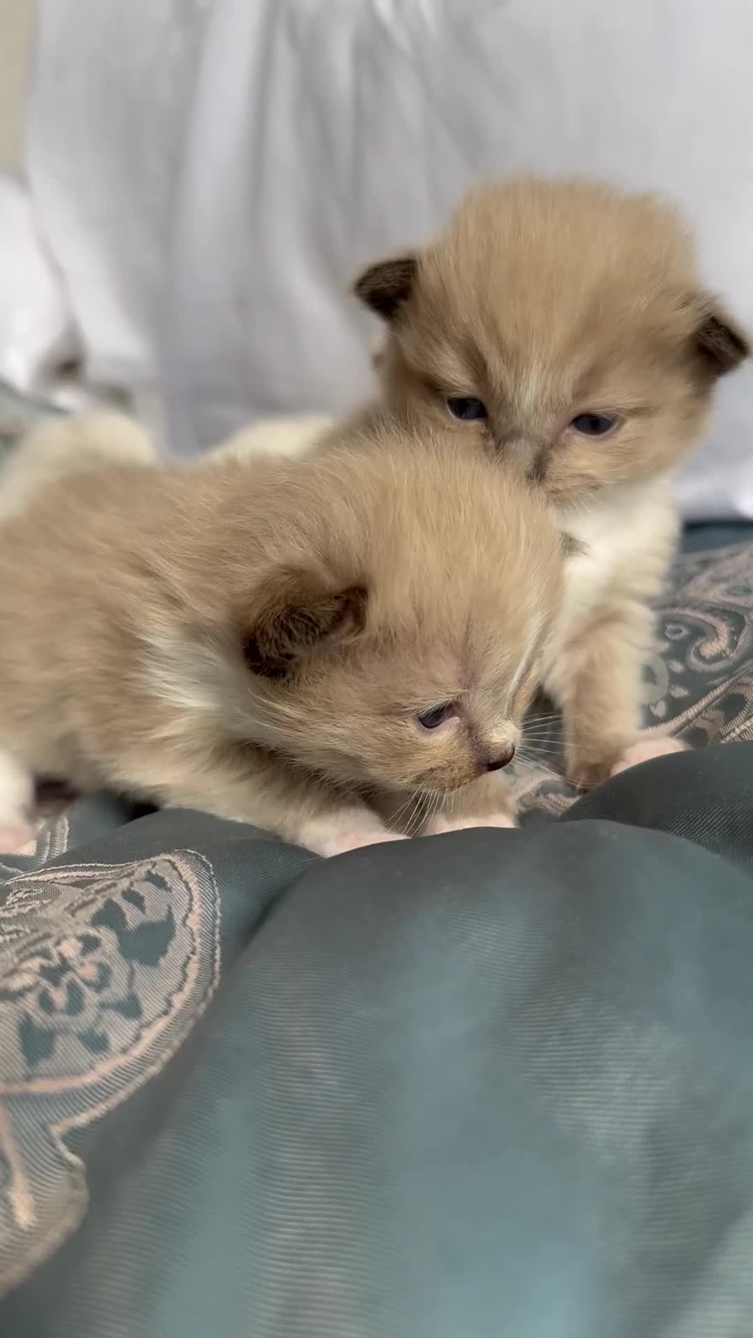 Ragdoll cats for sale: ⭐️ DNA tested Ragdoll female ready 1/8/25 ⭐️ in Loughborough - Video 1