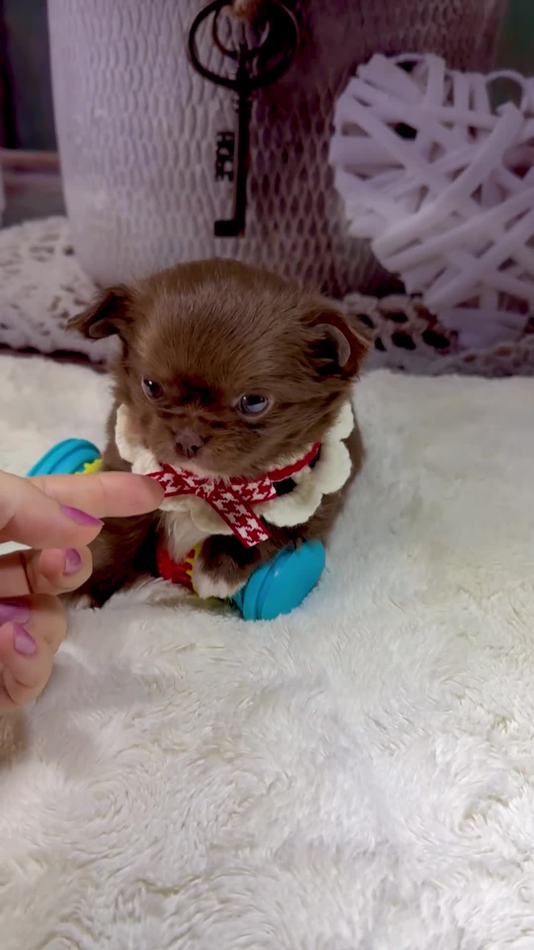 Chihuahua dogs for sale: 💙🤎Unique KC LC Chocolate Chihuahuas, 2 Boys🤎💙 - Video 1