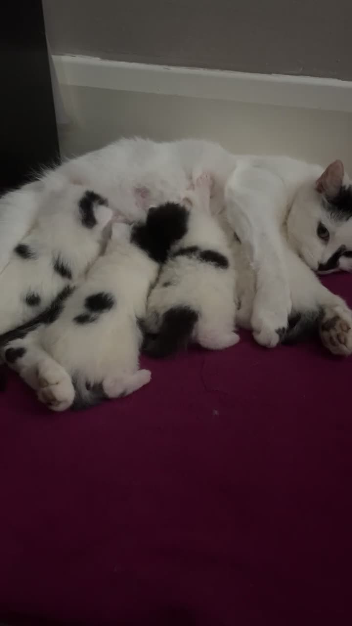 Mixed Breed cats for sale: Looking for a loving home for 4 kittens - Video 3