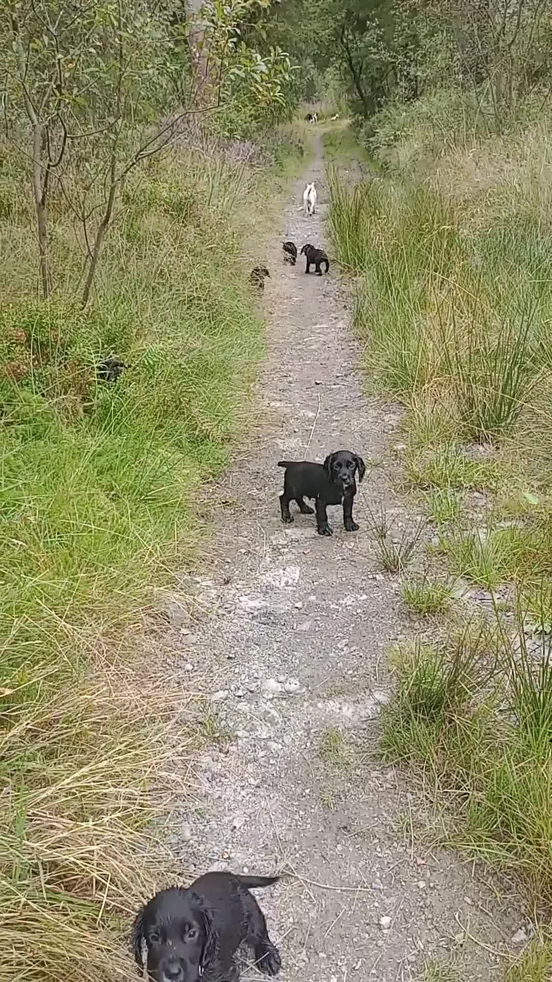 Sprocker dogs for sale: 8 gorgeous Sprocker puppies  - Video 1