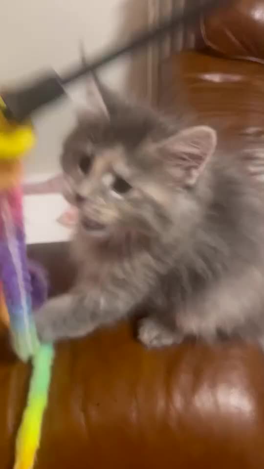 Maine Coon cats for sale: One blue tortie girl Mainecoon left  - Video 1