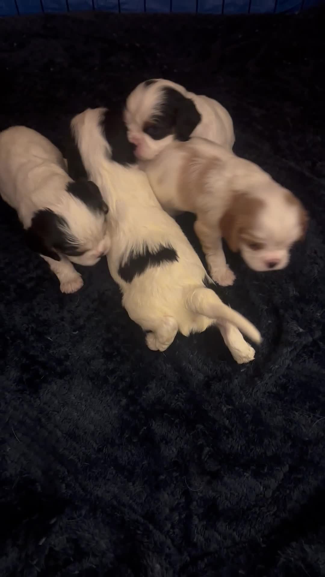 Cavalier King Charles Spaniel dogs for sale: DNA health tested, much loved cavaliers - Video 2