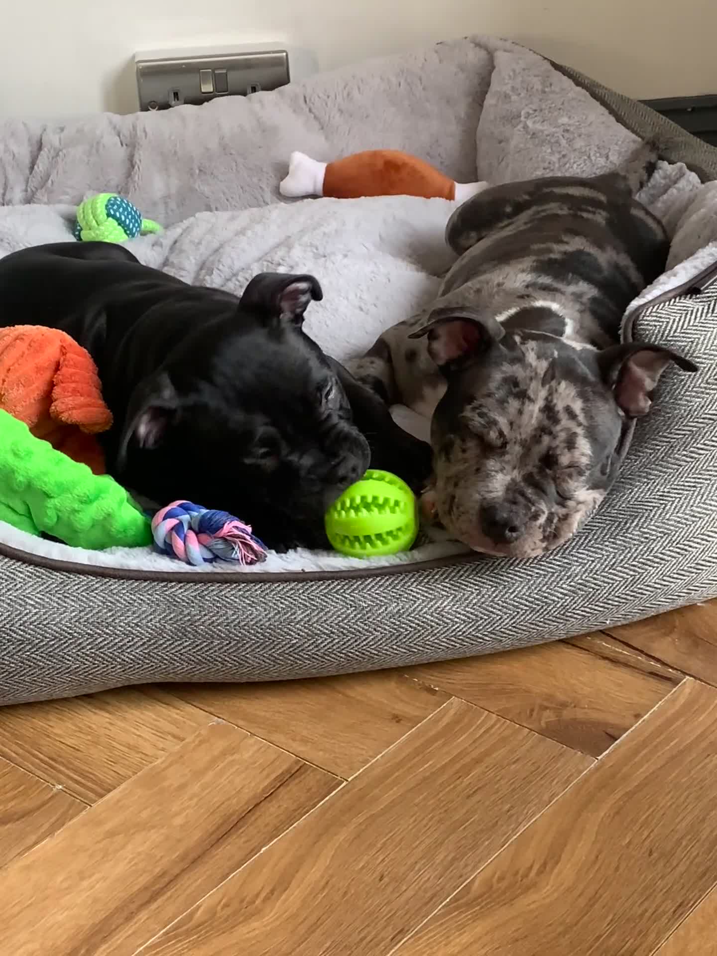 American Bully dogs for sale: Pocket bully pup - Video 1