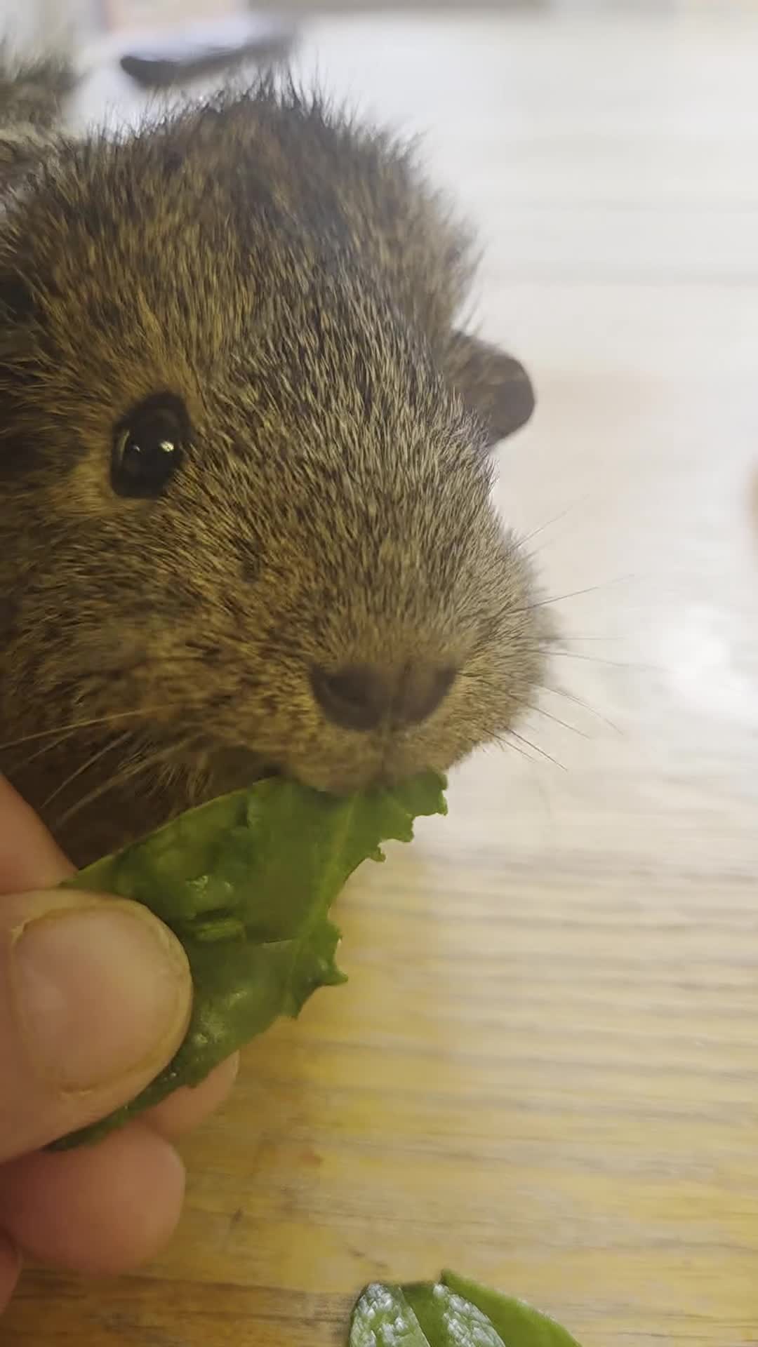 Guinea Pig rodents for sale: READY NOW. 2 young Sister Guinea Pigs - Video 2