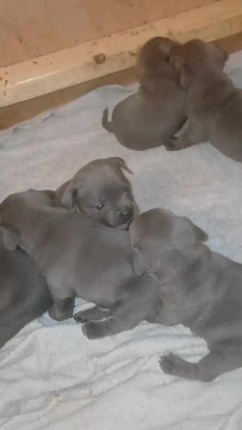 Staffordshire Bull Terrier dogs for sale: Beautiful chunky blue staffies  - Video 1