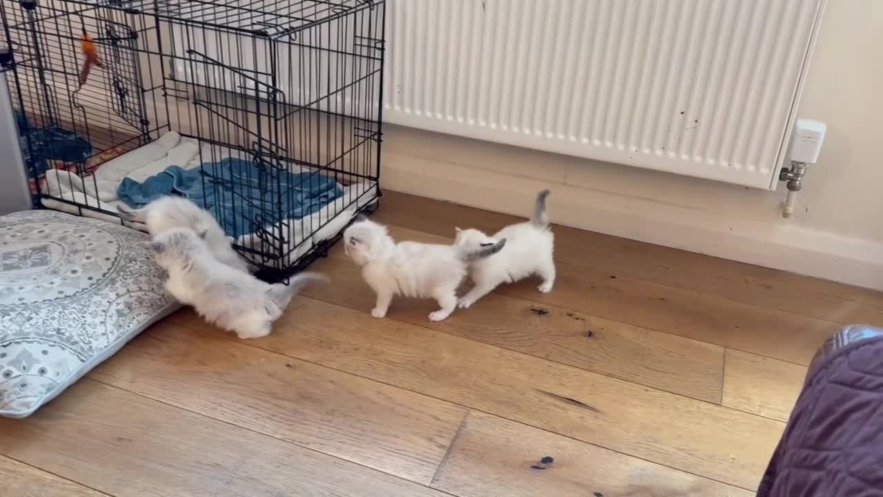 Ragdoll cats for sale: Gorgeous Ragdoll Kittens - Video 1
