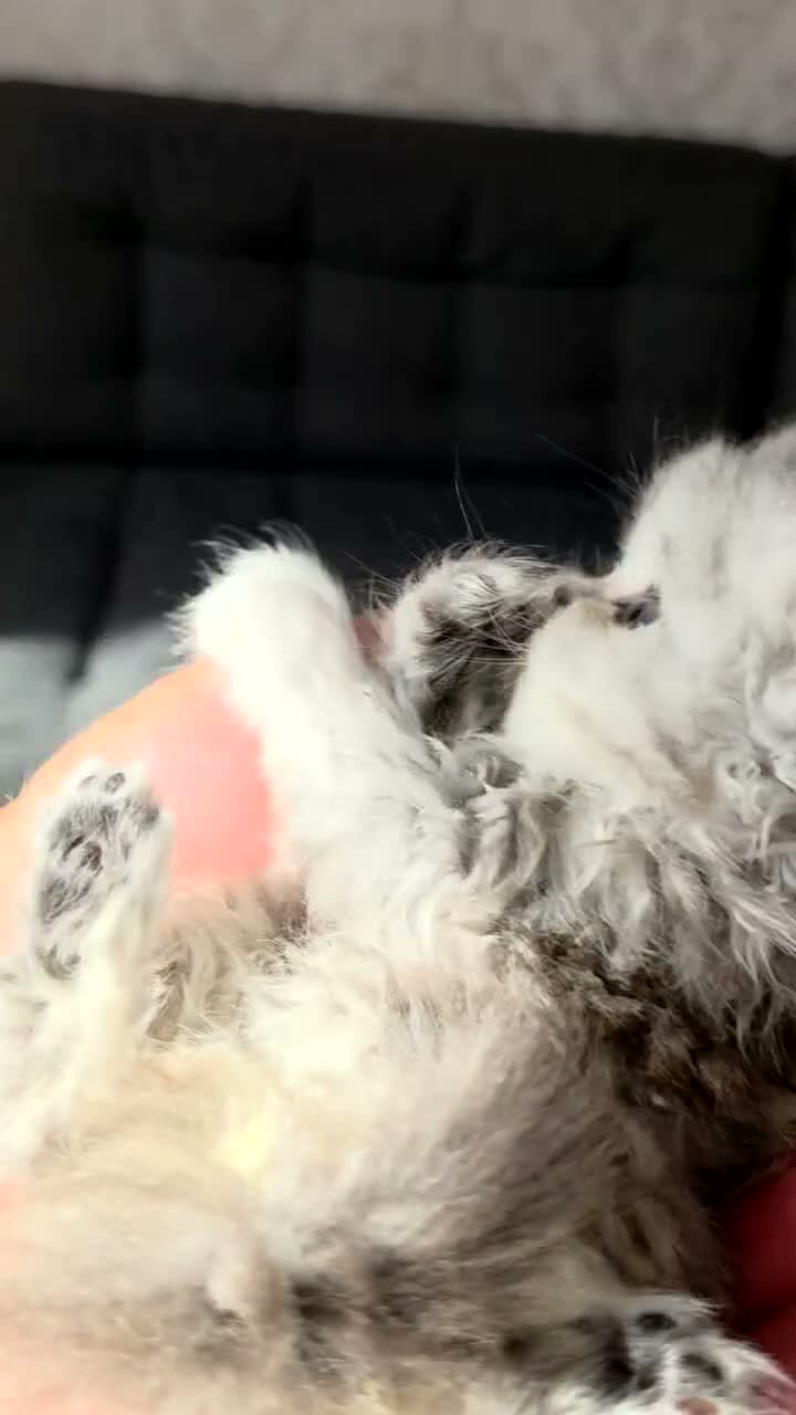 Persian cats for sale: Stunning Persian Kittens 🥰 in Romford - Video 3