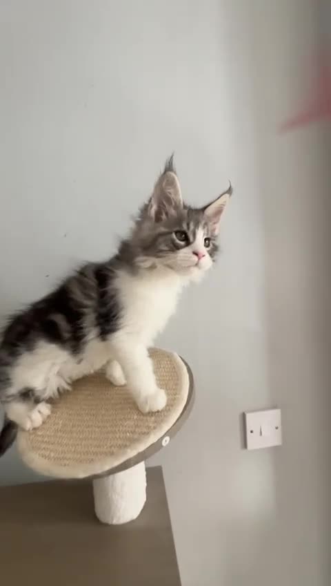 Maine Coon cats for sale: Maine coon kittens  - Video 4