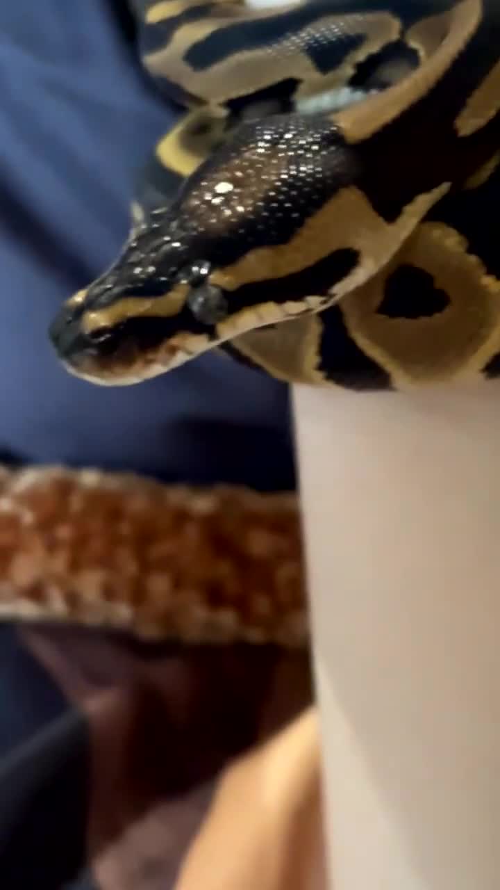 Python Snake reptiles for sale: 1yo ball python with enclosure and everything - Video 3
