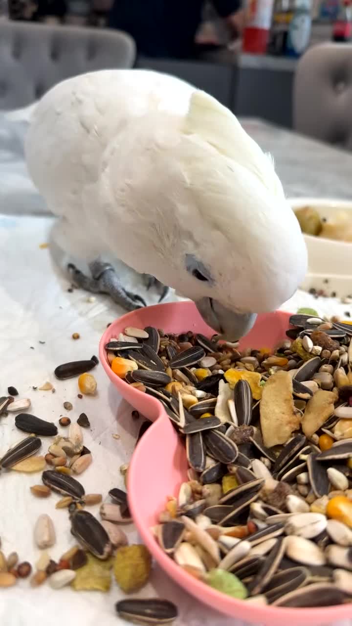 Cockatoo birds for sale: Raya  - Video 1