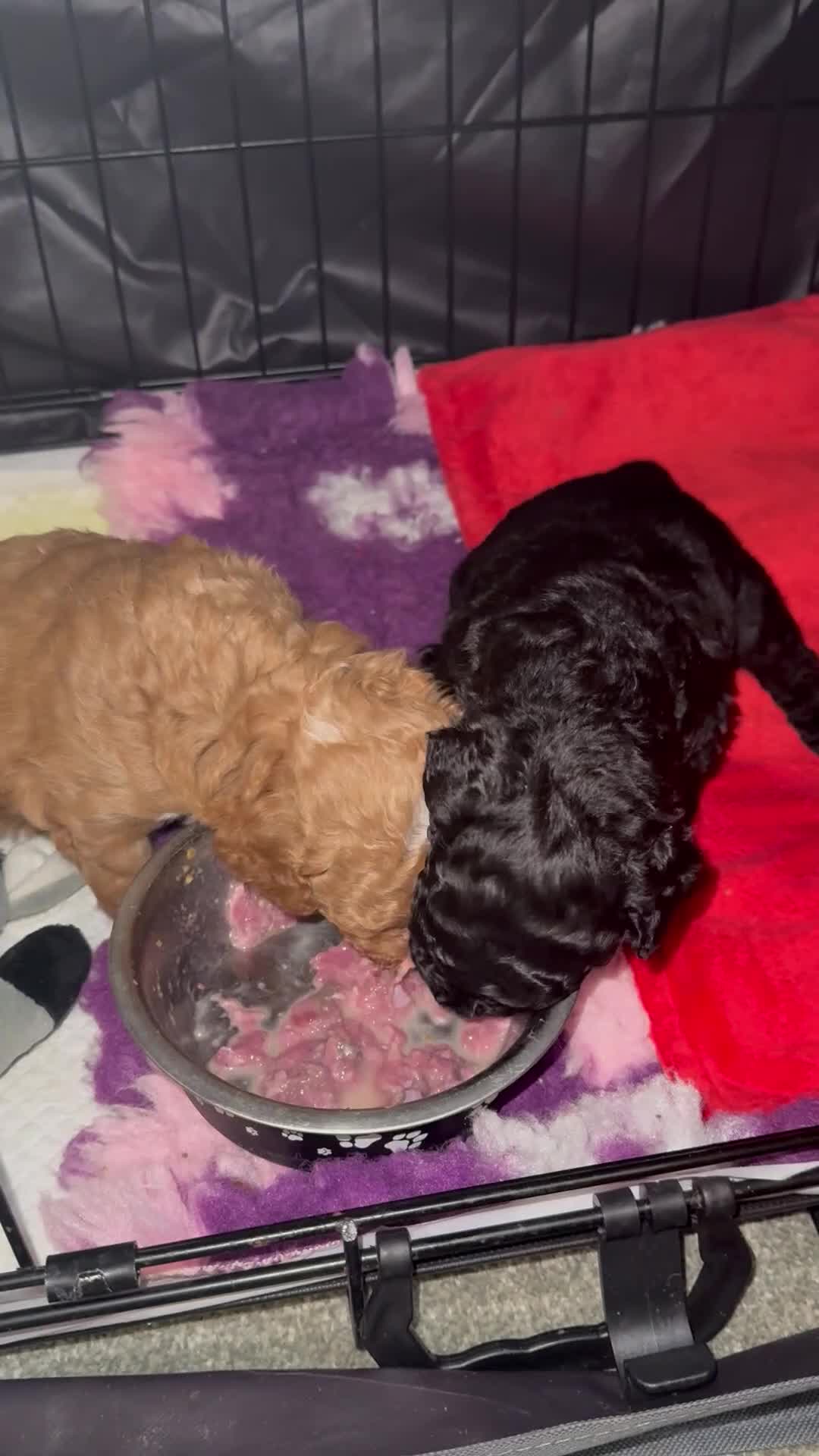 Mixed Breed dogs for sale: 5*health tested miniature Australian labradoodles  in Manchester - Video 2