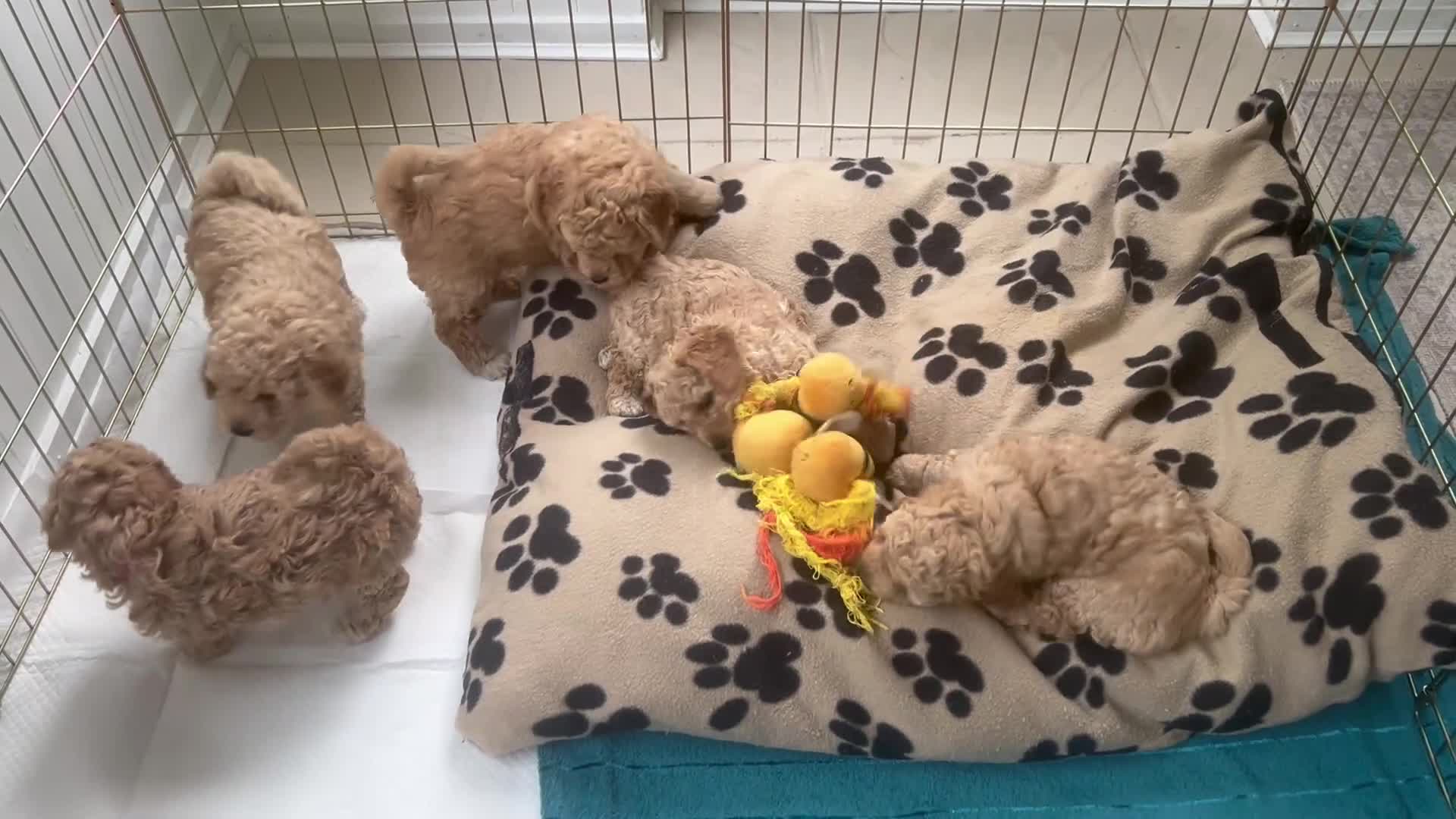 Mixed Breed dogs for sale: Beautiful Cavapoochon Puppies for sale - Video 1