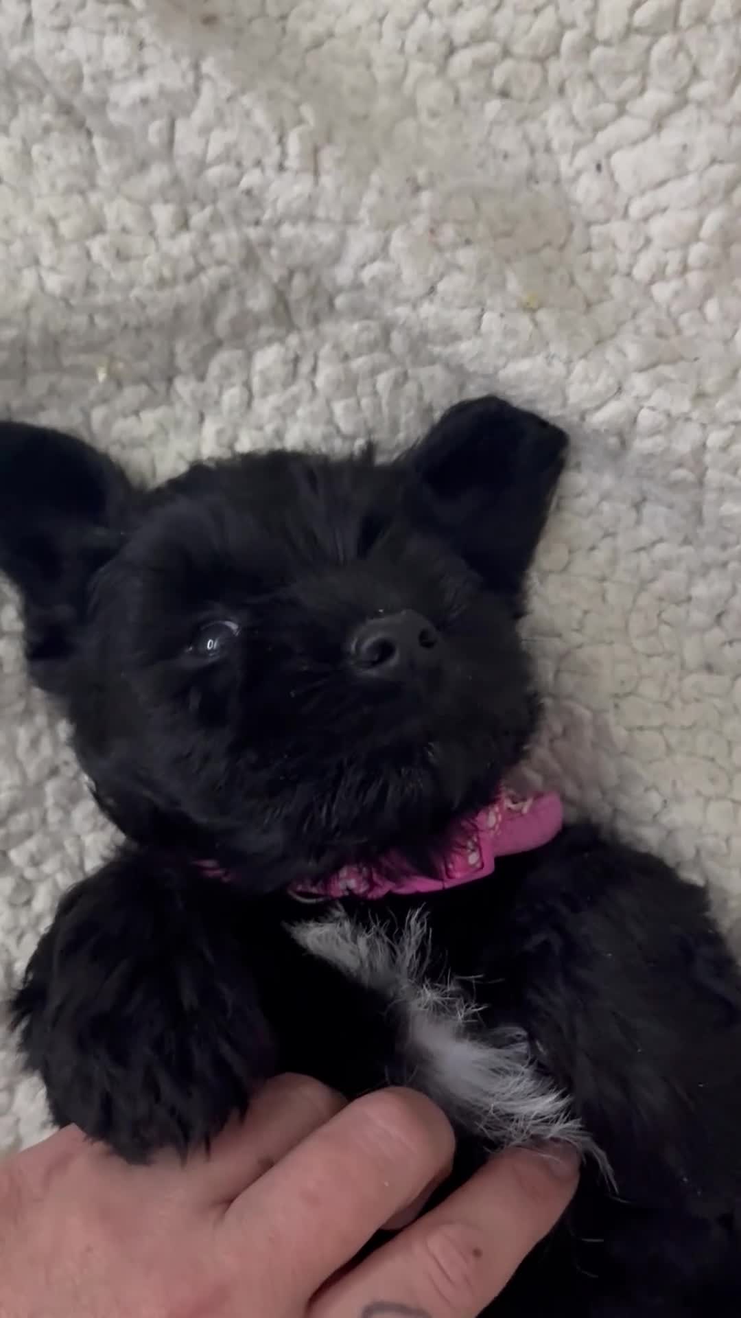 Miniature Schnauzer dogs for sale: ❤️🐾LAST BOY REMAINING🐾❤️ - Video 1