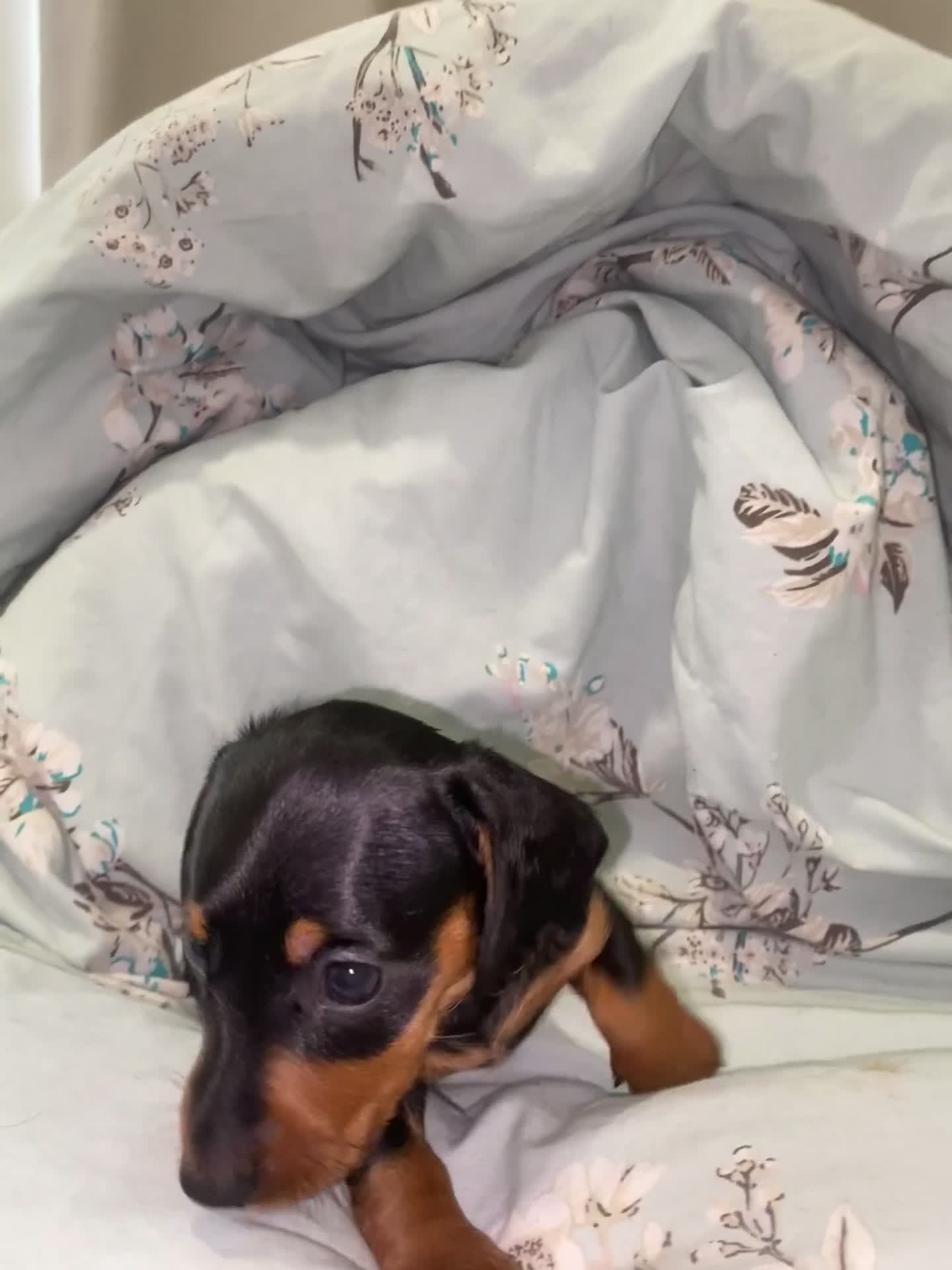 Miniature Dachshund dogs for sale: Stunning Miniature dachshund puppy’s   in Kettering - Video 4