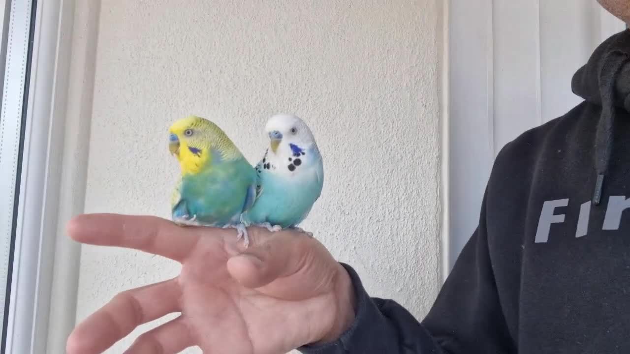 Budgerigars birds for sale: Super silly hand tamed Budgies  - Video 3