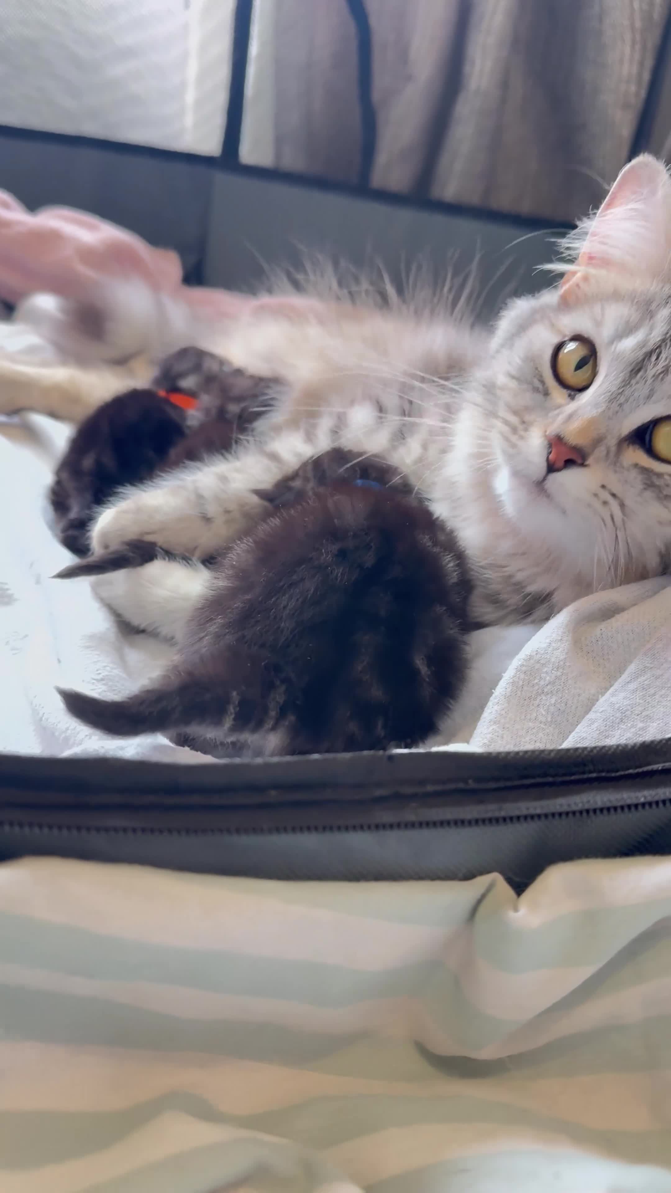 Mixed Breed cats for sale: Maine coon mixed kittens  in Ashford - Video 4