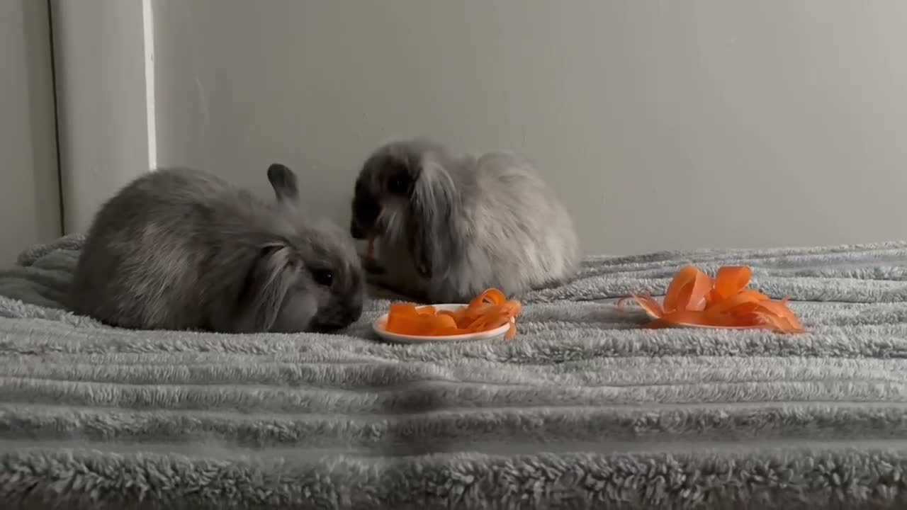 Mini Lop rabbits for sale: Two baby bunnies for sale🤍🤍 in Blandford Forum - Video 2