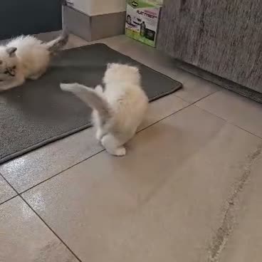 Ragdoll cats for sale: Stunning ragdoll kittens - Video 2