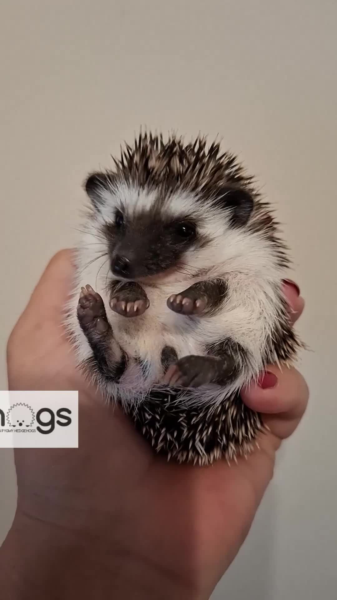 Pygmy Hedgehog rodents for sale: Handsome boys available-new pics added 5/8 - Video 3