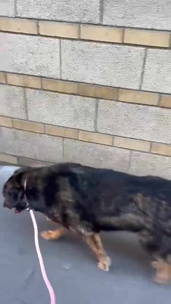 Mixed Breed dogs for adoption: Flower for adoption in London - Video 1