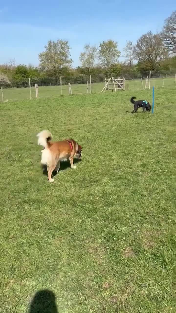 Mixed Breed dogs for adoption: Scrabble has never had a home - Video 1