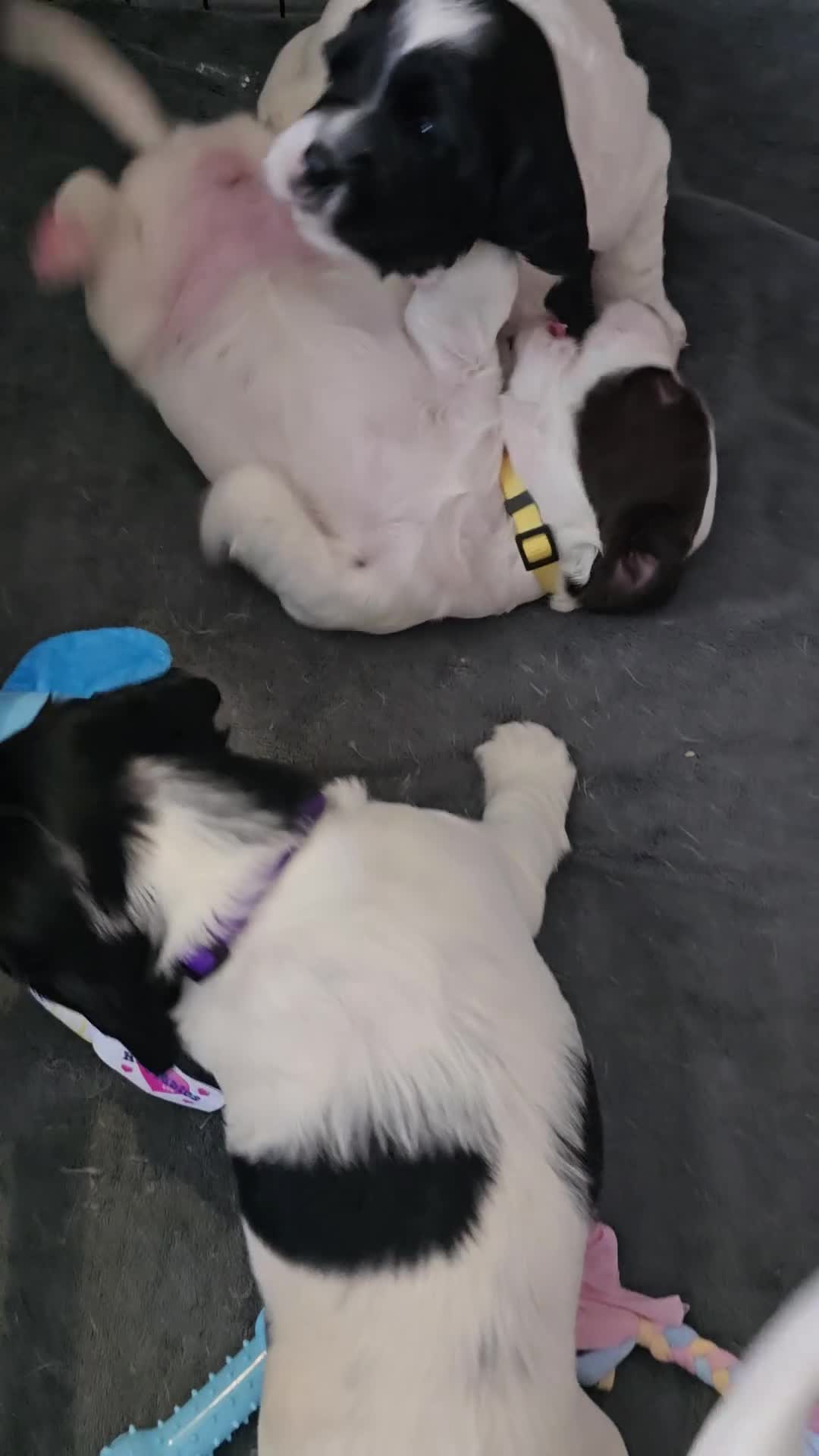 English Springer Spaniel dogs for sale: Health Tested KS English Springer Spaniel puppies  - Video 1