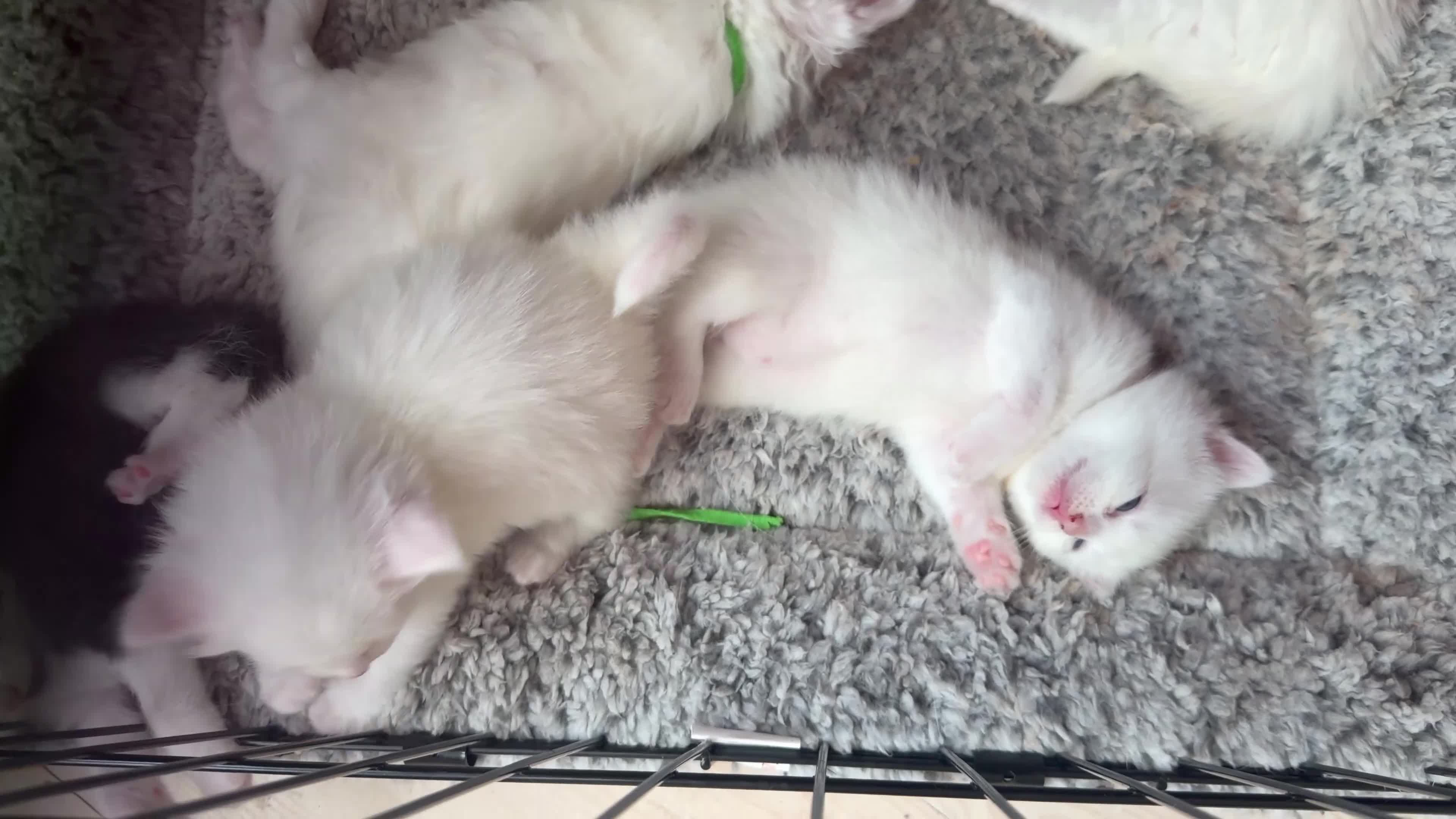 Turkish Angora cats for sale: Turkish Angora Kittens - Video 1