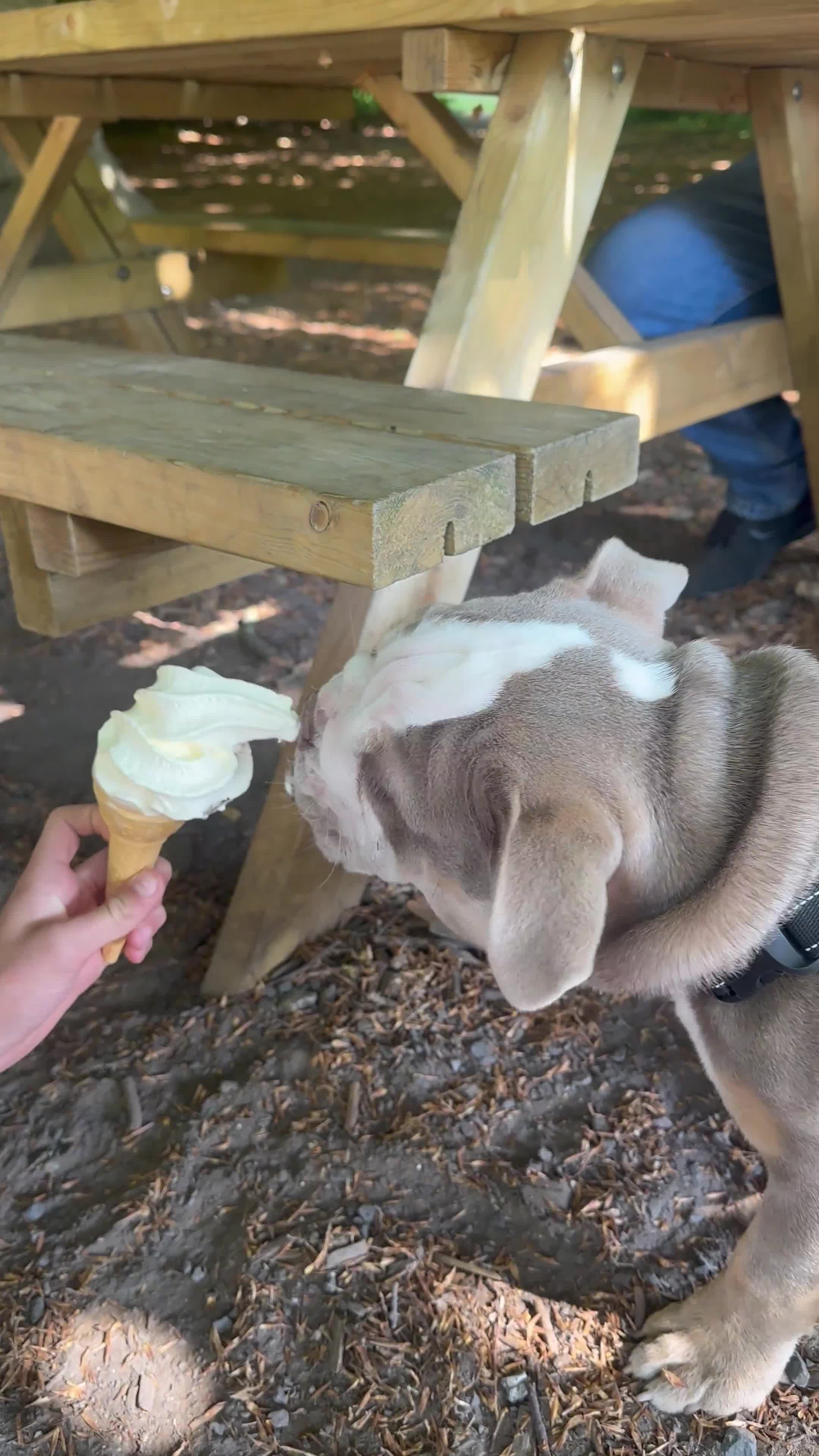 English Bulldog dogs for sale: British bulldog - Video 1