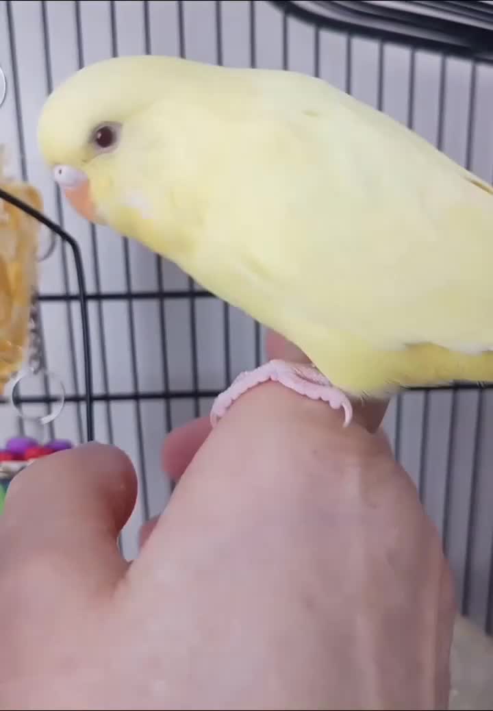 Budgerigars birds for sale: Pet baby budgies priced from £30. - Video 2