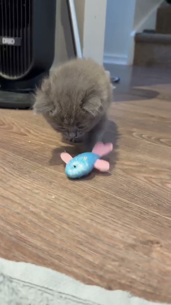 Mixed Breed cats for sale: Beautiful fluffy kittens  in Doncaster - Video 2