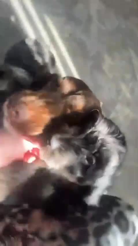 Cockapoo dogs for sale: Beautiful  Cockapoo Puppies  - Video 1