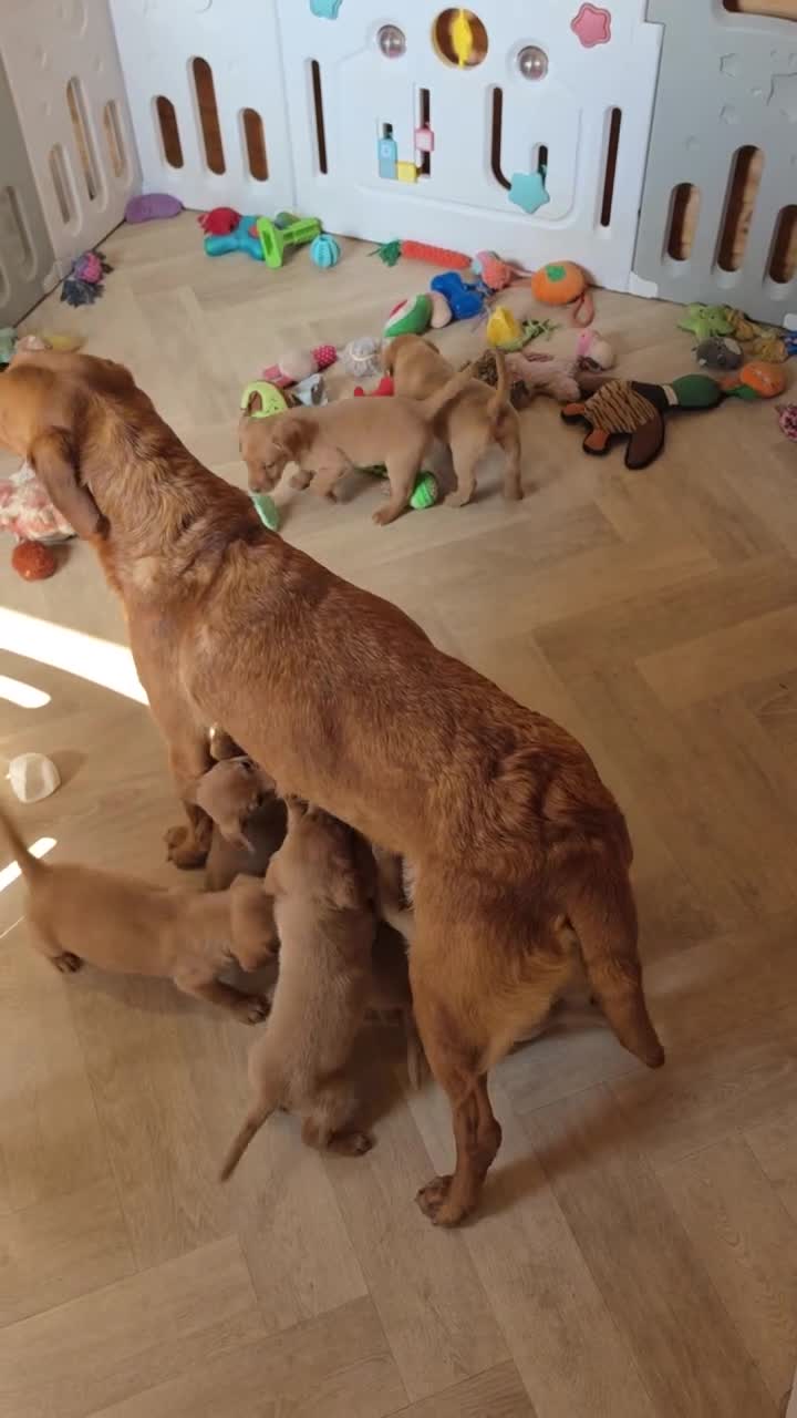 Labrador Retriever dogs for sale: 10 FOX RED KC LABS WITH HEALTH TESTED PARENTS - Video 1