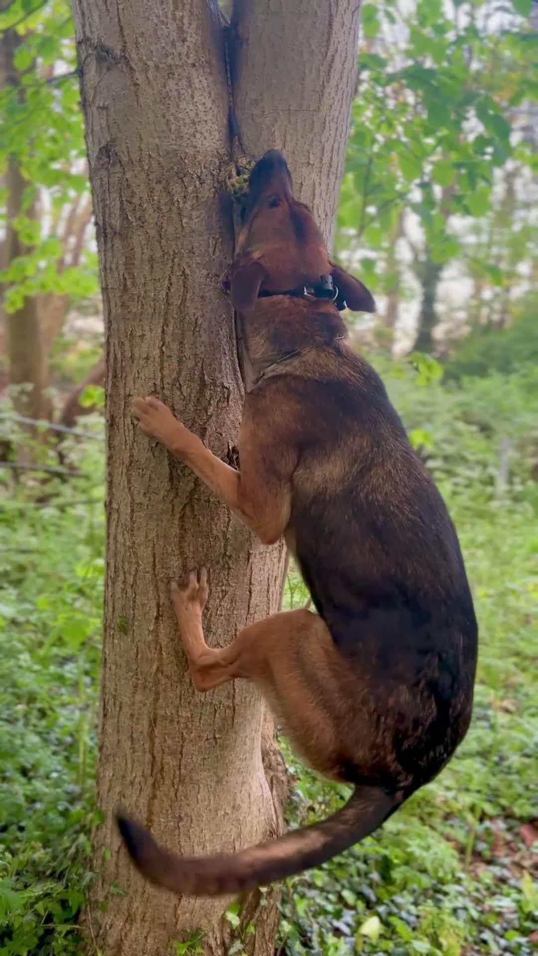 Mixed Breed dogs for sale: Security Dog for Sale  - Video 3