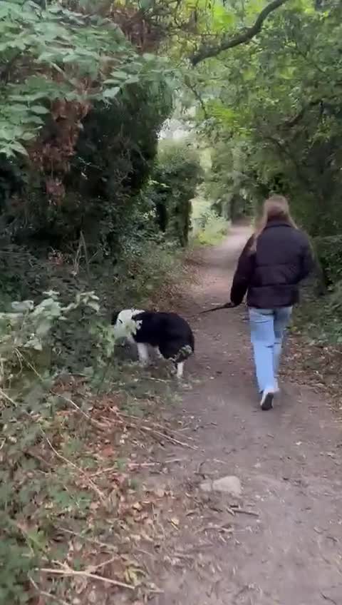 Border Collie dogs for sale: 🐾 Meet Marvin — Left Behind, But Not Forgotten 💔 - Video 5