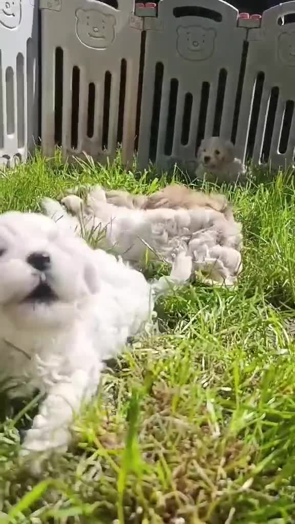Maltipoo dogs for sale: Maltipoo Puppies READY TO LEAVE  - Video 1