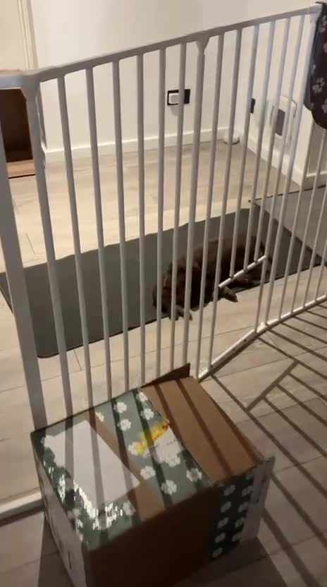 Miniature Dachshund dogs for sale: PRICE REDUCED Cute long hair chocolate dachshunds  - Video 2