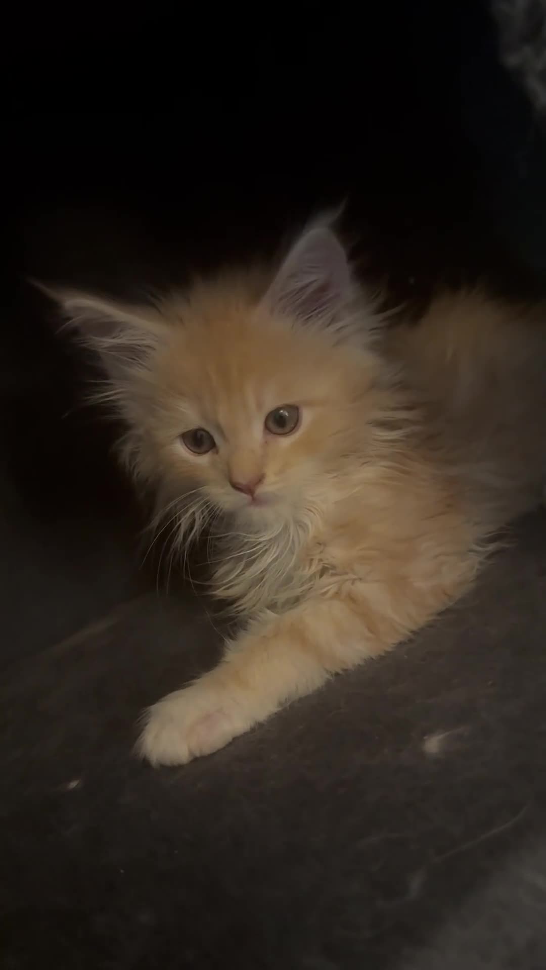 Maine Coon cats for sale: Pedigree fluffy Maine coon kittens (last3 boys) - Video 3