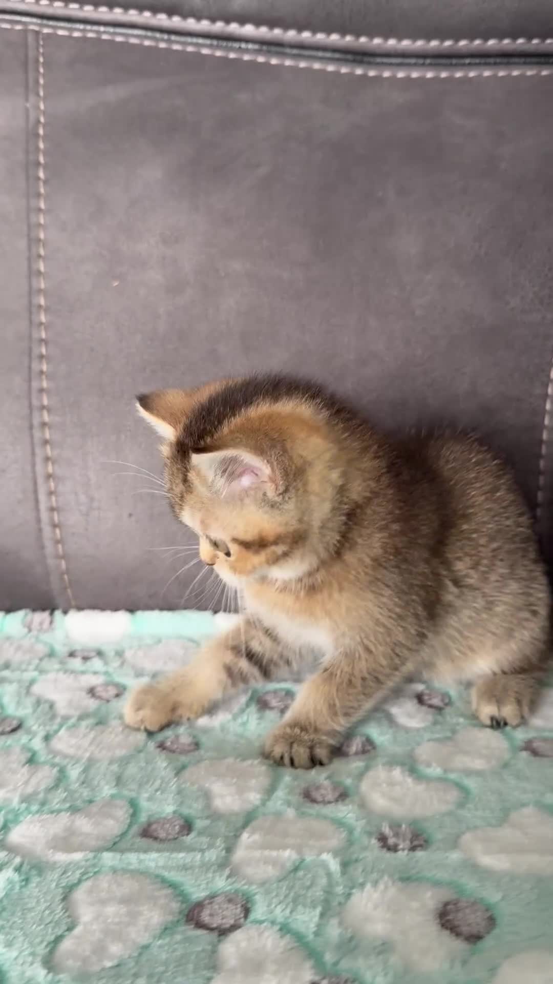 British Shorthair cats for sale: Beautiful GCCF kittens from champion lines  - Video 3