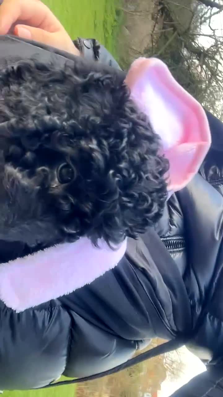 Cockapoo dogs for sale: Black FB1 cockapoo girl in Edgware - Video 1