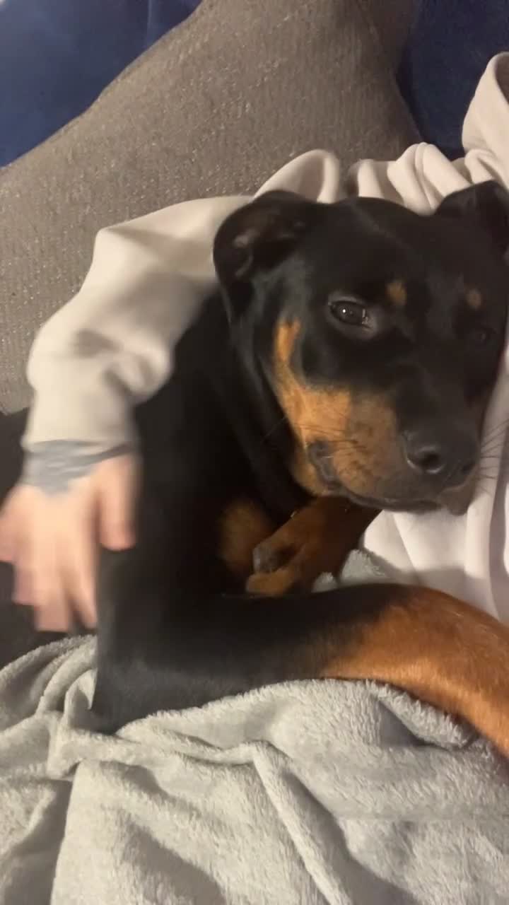 Rottweiler dogs for sale: Rottweiler 1 years old on 25th March  - Video 2