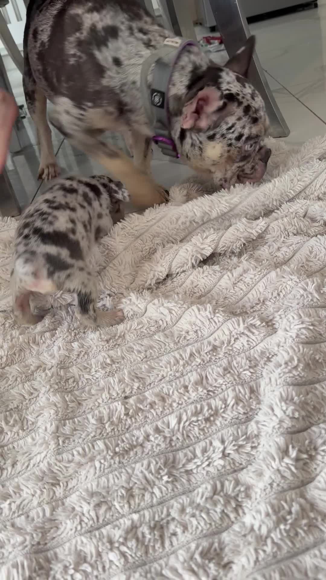 French Bulldog dogs for sale: Full French bulldogs KC solid & merle colours - Video 1