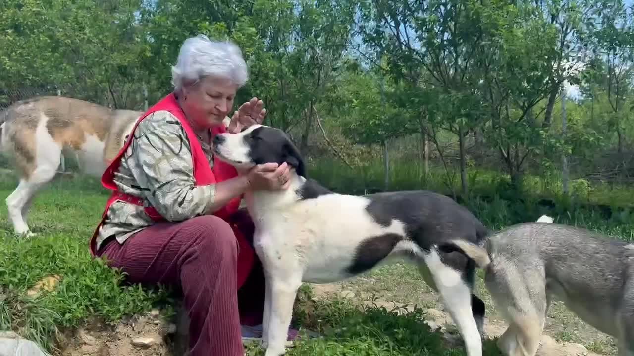 Mixed Breed dogs for adoption: LUCA – TWO YEARS WAITING FOR SOMEONE TO CARE 🐾 - Video 3