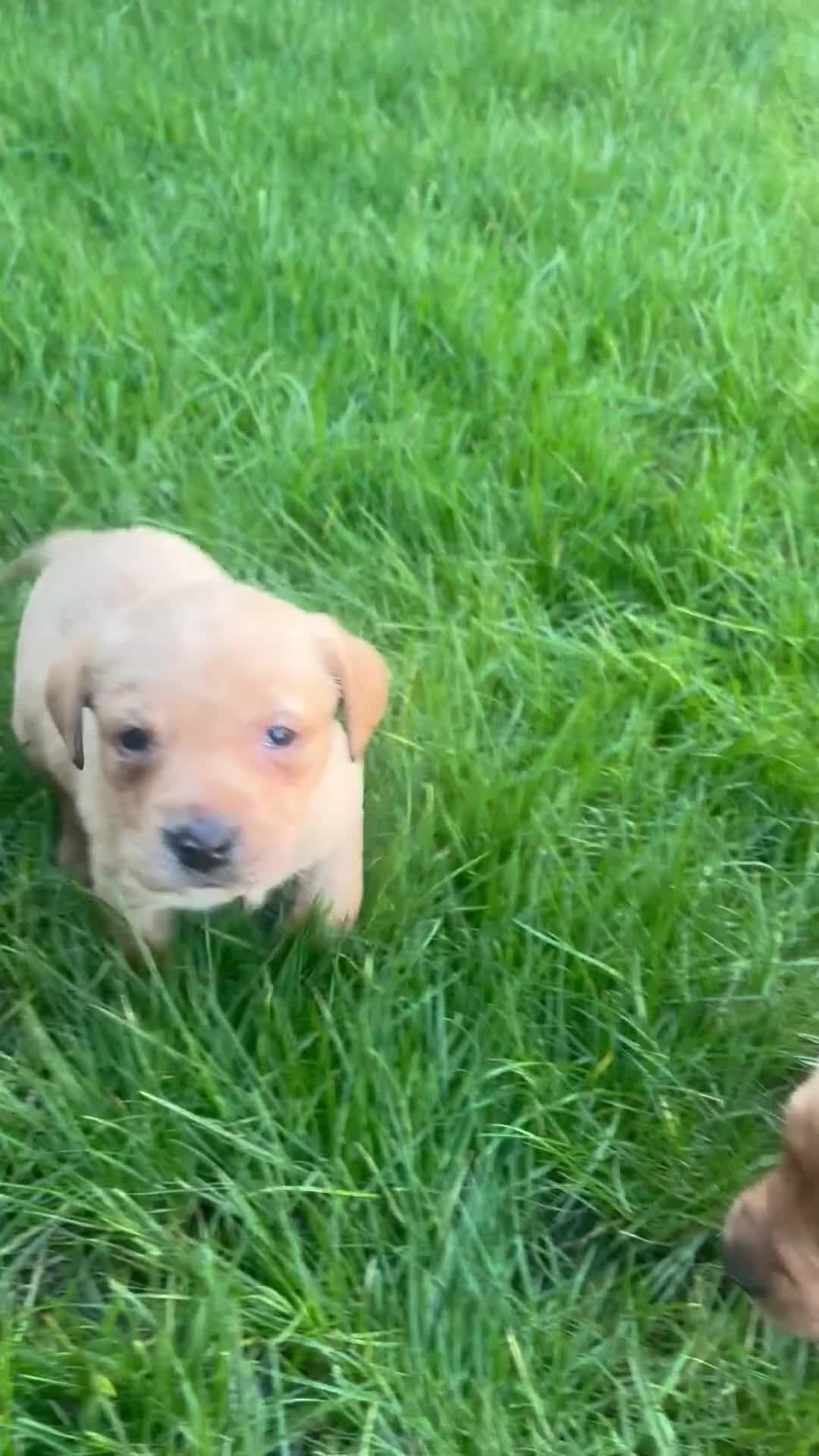 Labrador Retriever dogs for sale: Fox red Labrador Puppies  - Video 2