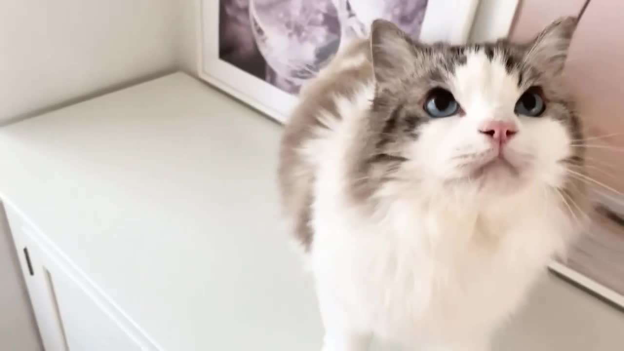 Ragdoll cats for sale: INDOOR GCCF REG 4 YEARS OLD RAGDOLL MALE CAT - Video 3